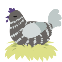 A grey and silver chicken with a bar pattern