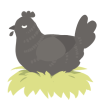 A grey chicken with a half-bar pattern