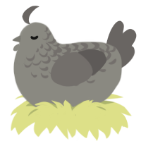 A ash and grey chicken with a half-lace pattern
