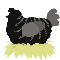 Lech, a black and grey chicken with a half-bar pattern