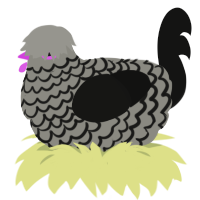 A ash and black chicken with a lace pattern