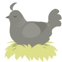A ash chicken with a neck-band pattern
