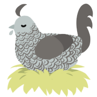 A silver and grey chicken with a double-lace pattern