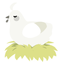 A white chicken