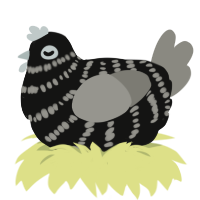 A black and ash chicken with a bar pattern