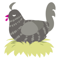 A grey and ash chicken with a bar pattern