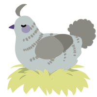 A silver and ash chicken with a half-bar pattern