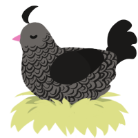 Pigeon3, a grey and sable chicken with a double-lace pattern