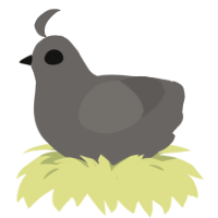 A grey chicken
