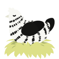 A white and black chicken with a bar pattern