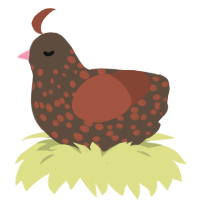 A bark and russet chicken with a speckle pattern