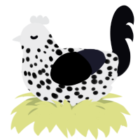 A black and white chicken with a speckle pattern