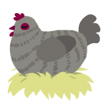 Marsha, a ash and grey chicken with a bar pattern