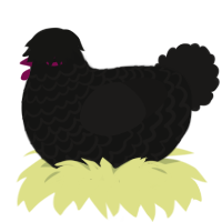 A black and sable chicken with a lace pattern