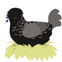 A sable and grey chicken with a half-lace pattern