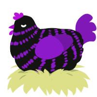 Andrea, a black and violet chicken with a bar pattern