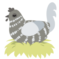 A ash and mist chicken with a bar pattern