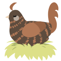 A bark and brown chicken with a bar pattern