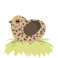 œuf de caille, a beige and bark chicken with a speckle pattern