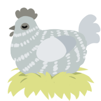 A silver and mist chicken with a bar pattern