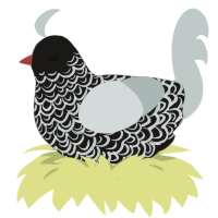 A sable and silver chicken with a double-lace pattern