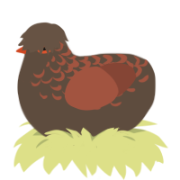 A bark and russet chicken with a half-lace pattern