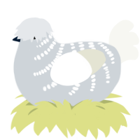 Shimmer, a mist and white chicken with a half-bar pattern