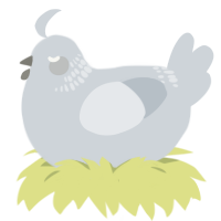A mist chicken with a neck-band pattern