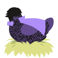 A sable and overcast chicken with a double-lace pattern