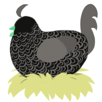 A black and grey chicken with a double-lace pattern
