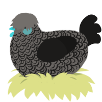 A grey and sable chicken with a double-lace pattern