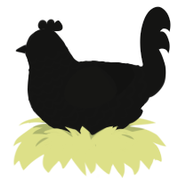 A black chicken with a lace pattern