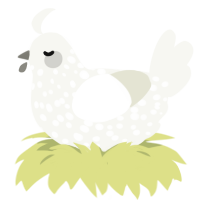 A white chicken with a speckle pattern