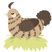 A beige and bark chicken with a bar pattern