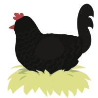 (unnamed), a black and sable chicken with a lace pattern