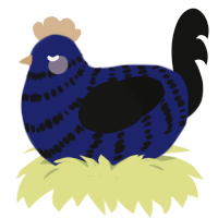 Midnight, a navy and black chicken with a bar pattern