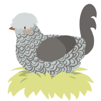 A silver and grey chicken with a double-lace pattern