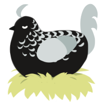 A sable and silver chicken with a half-lace pattern