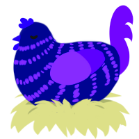 Mimosa, a navy and blurple chicken with a bar pattern