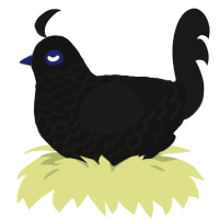 (unnamed), a black and sable chicken with a lace pattern