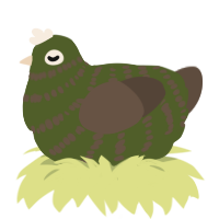 A olive and bark chicken with a bar pattern