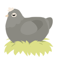 A ash chicken with a head pattern