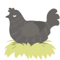 A grey chicken with a bar pattern