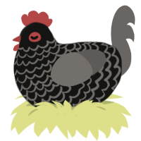 A Chicken, a black and grey chicken with a lace pattern