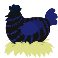 Black hole, a black and navy chicken with a bar pattern