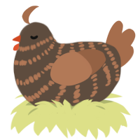 A bark and brown chicken with a bar pattern