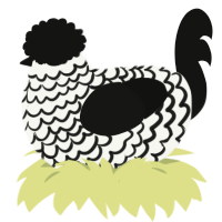 (unnamed), a white and black chicken with a lace pattern