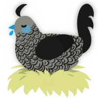 american idiot, a ash and sable chicken with a double-lace pattern