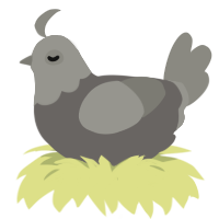 maia x tarmac, a grey and ash chicken with a head pattern