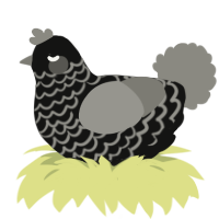 A black and ash chicken with a lace pattern